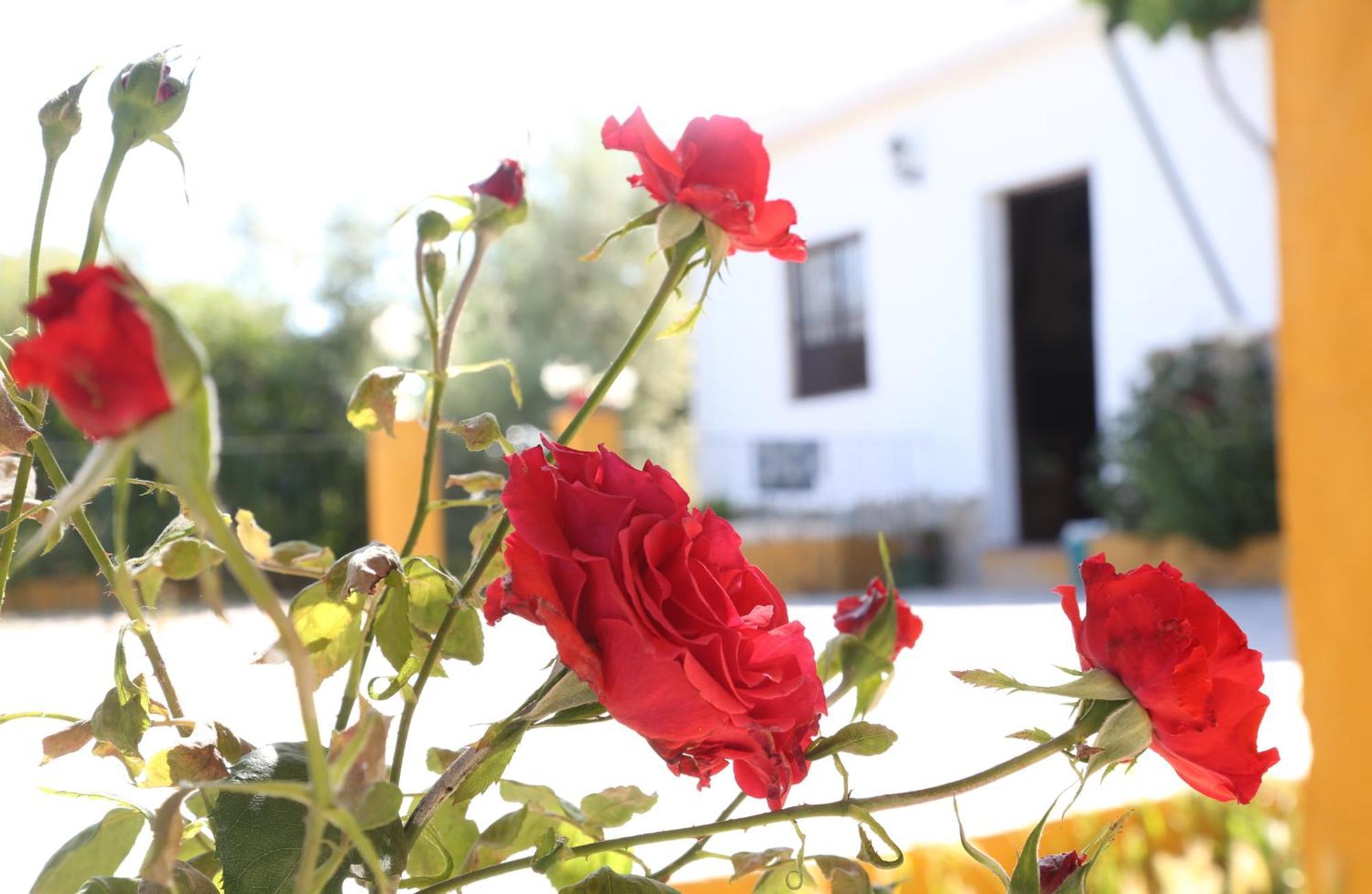 Casa Rural Huerta La Lapa Canete la Real 外观 照片